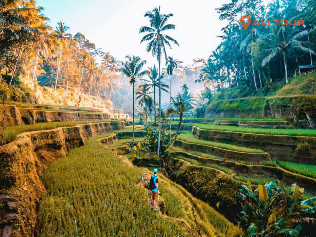 Ruộng bậc thang đậm chất Bali
